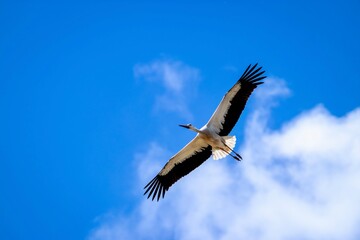 Stork in flight