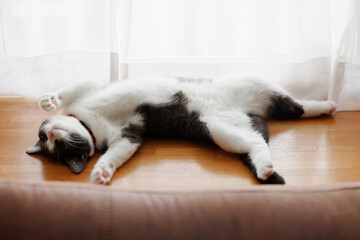 仰向けで寝る猫 - obrazy, fototapety, plakaty
