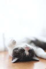 仰向けで寝る猫