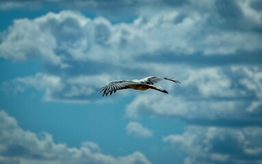 Bird  in flight