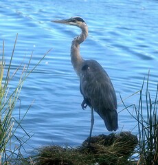 Great blue heron at lake