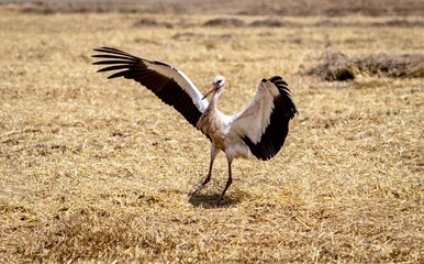 Stork after landing