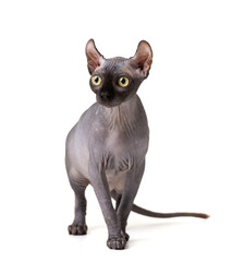 Purebred sphinx cat with elf ears isolated on white background