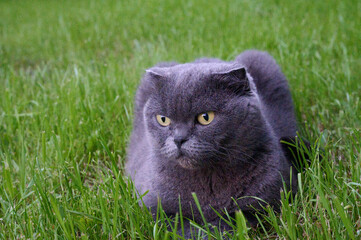 A Scottish tabby cat sits on a green, freshly mowed lawn