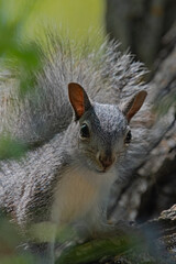 Western Grey Squirrel Peeking Out from the Branches of a Large Tree