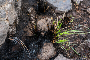 Brushfire Aftermath in Hawaii After Hurricane Lane Reflecting Climate Change 