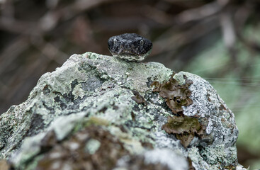 Curious gravid timber rattlesnake checking out the photographer.
-New York 