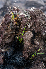 Brushfire Aftermath in Hawaii After Hurricane Lane Reflecting Climate Change 