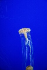 jellyfish