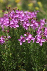 flore alpine, épilobes