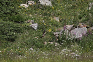 randonnée au refuge Prarayer, val d'Aoste, Italie