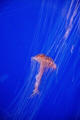 jellyfish