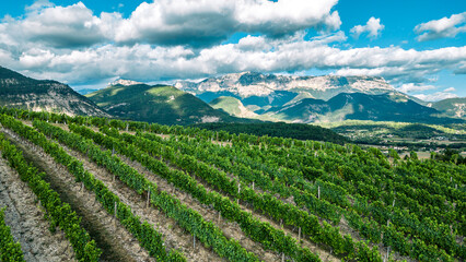 Naklejka premium Tidy rows of grapes ripening in the glow of the setting sun with the mountains of the Vercors mountain range in the background in southern France.