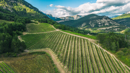 Tidy rows of grapes ripening in the glow of the setting sun with the mountains of the Vercors...