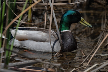Male or Drake Mallard Duck Blending in Among the Reeds in the Pond