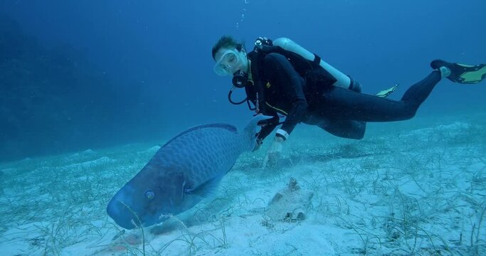 Scuba diver follows blue parrot fish grazing on seabed.