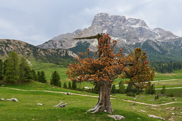 Sterbender Baum vor mächtiger Kulisse-Hohe Gaisl-Plätzwiese-Prags-Südtirol, Italien