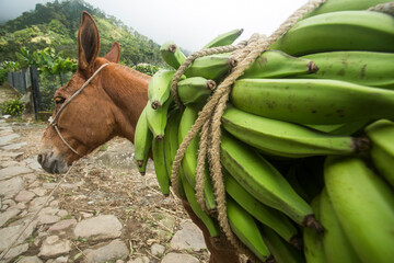 Mule with load of green bananas in Colombian agricultural plantation
