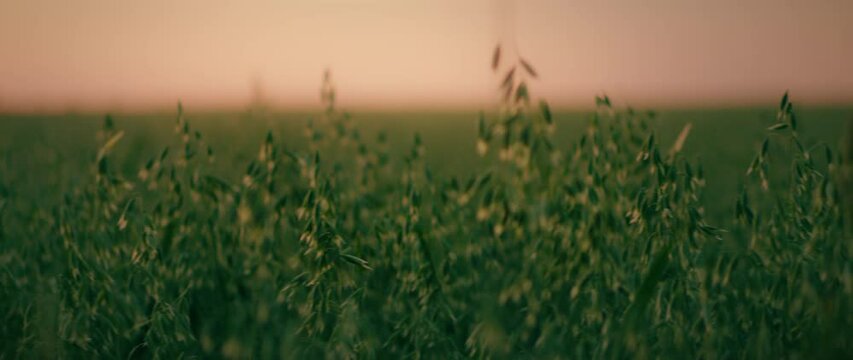 Green oat field at sunset. Scenic summer landscape. Agriculture harvesting agribusiness concept.