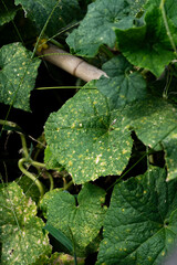 nutrient deficient plant