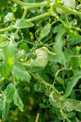 tomato in garden