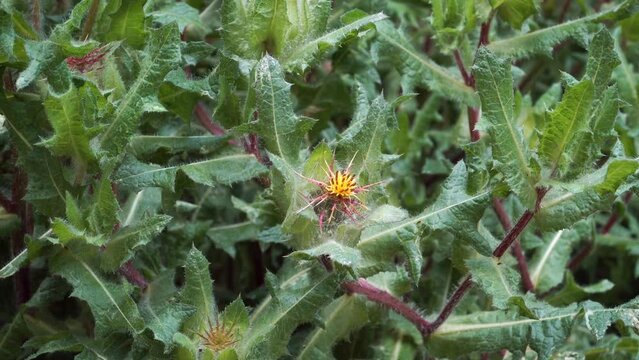 St. Benedict's thistle (Latin: Cnicus Benedictus) plant in closeup - the medicinal plant example used in folk medicine to stimulate the appetite and strengthen the function of the digestive tract.