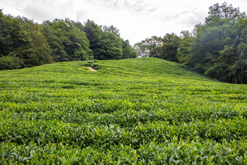 Fototapeta na wymiar A beautiful landscape - a tea plantation with rows of green bushes with lush foliage on a hill and a space to copy against the background of trees in matsesta Sochi russia