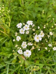 Baby’s breath