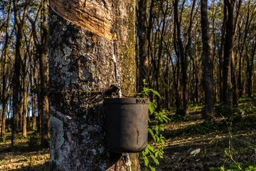 Fototapeta premium Rubber plantation for the extraction of latex, raw material in the manufacture of rubber, in Sao Paulo state, Brazil