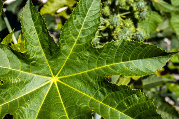 Ricinus communis L. plant, known as castor bean, on a farm in Brazil. It is a plant of the euphorbiaceae family, whose main product is castor oil in medicine and used as raw material for biodiesel