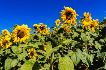 Common Sunflower (Helianthus annuus) grown as a crop for its edible oil and edible seed in Brazil