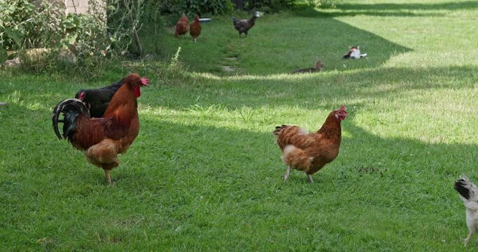 The red rooster is standing on one leg on the green grass and the hens are walking.