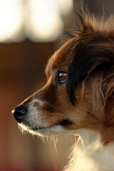portrait of a dog