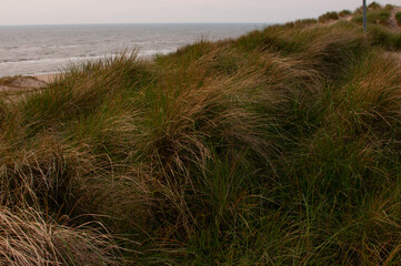Coast of the North Sea.Dunes,grass,view of the sea.Netherlands,South Holland.