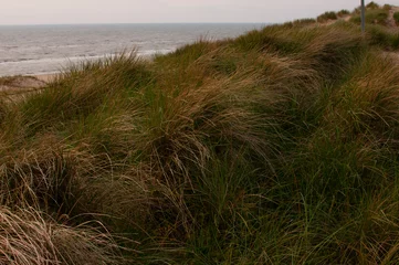 Fotobehang Noordzee, Nederland Coast of the North Sea.Dunes,grass,view of the sea.Netherlands,South Holland.