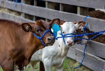 Young Dairy cows with rope in pen at NJ State country fair in Sussex County
