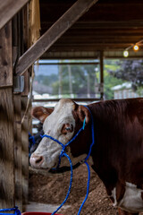 Dairy cow with rope in pen at NJ State country fair in Sussex County