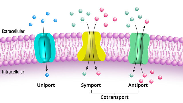Membrane Transport - Uniport, Symport, Antiport, Cotransport - Molecules Across Cell Membrane - Medical Vector Illustration