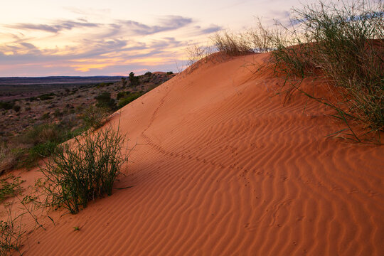 A sand dune with a sunset and animal tracks, marking the eastern end of the Simpson Desert in Central Australia.