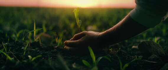 Female hands plant a sprout in the black soil at sunset. Agriculture background. Farmer planting crops in the field.