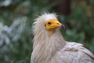 エジプトハゲワシの横顔