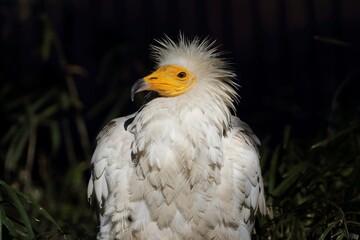 横を向いたエジプトハゲワシの顔