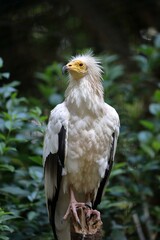見上げるエジプトハゲワシのポートレート