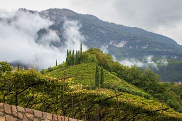 Fototapeta premium Scenic view of landscape dominated by viticulure along Alto Adige Wine Road, Italy near Cortaccia Kurtatsch with autum colors
