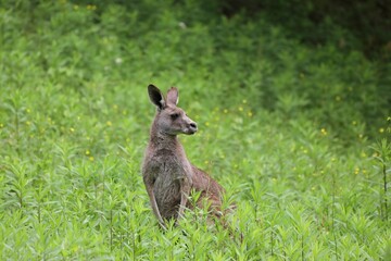 草の中のオオカンガルー