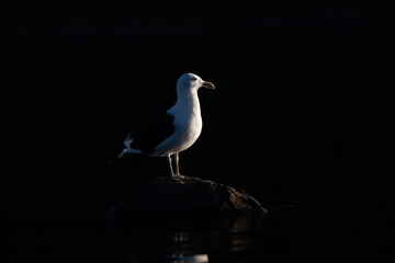A Kelp Gull (Larus dominicanus) perched on a rock in a low-light environment at sunset in Patagonia.
