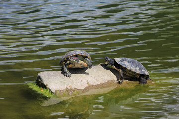 turtle on the water