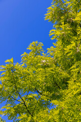 the acacia tree is white with green foliage during flowering in spring