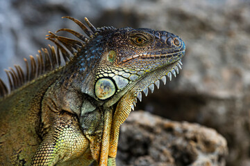 Iguana dragon. Iguana lizard on a stone. Green lizards iguana. Big iguana on an nature.