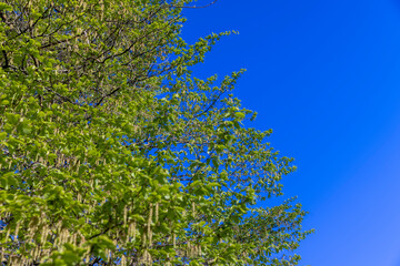 green foliage on hornbeam tree in spring bloom